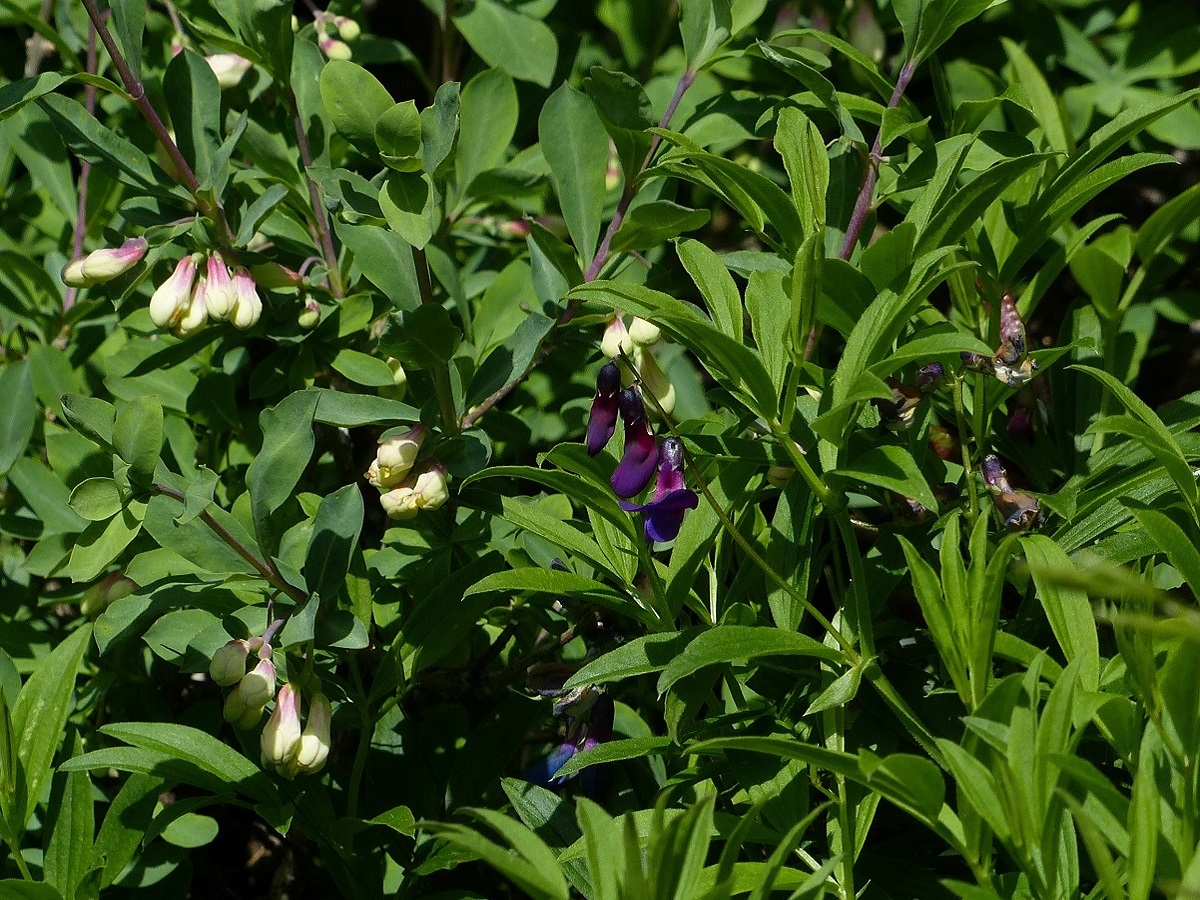 Lathyrus vivantii (Fabaceae)